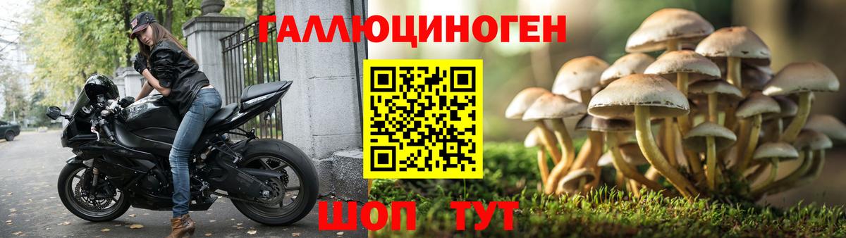 Псилоцибиновые грибы Cubensis Михайловск